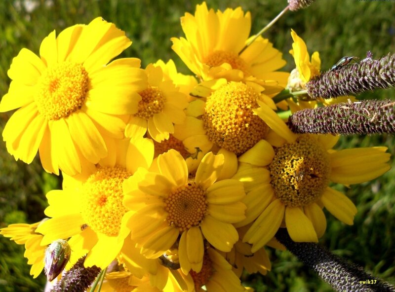 Yellow Daisy-like Flowers — Bright, Afternoon, Photograph, Insect