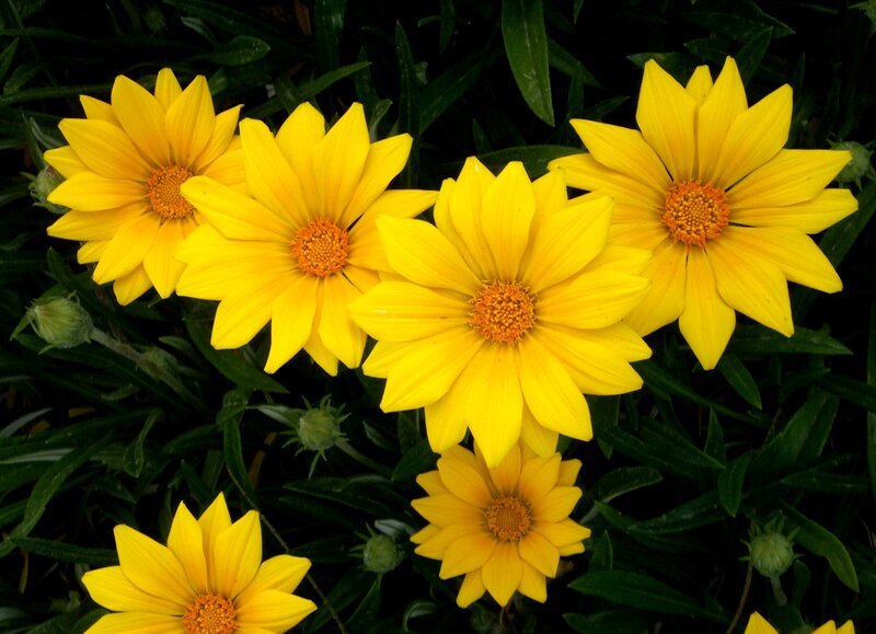 Yellow Daisy-like Flowers — Bright, Afternoon