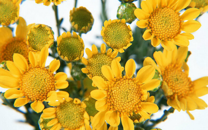 Yellow Daisy-like Flowers — Bright, Photograph