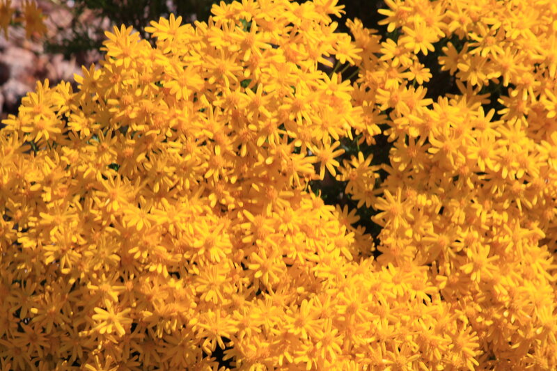 Yellow Daisy-like Flowers — Bright