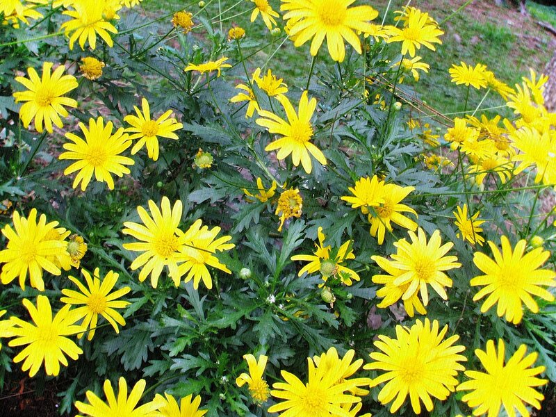 Yellow Daisy-like Flowers — Calm, Afternoon