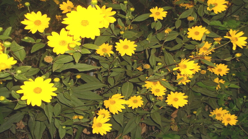 Yellow Daisy-like Flowers — Calm, Night