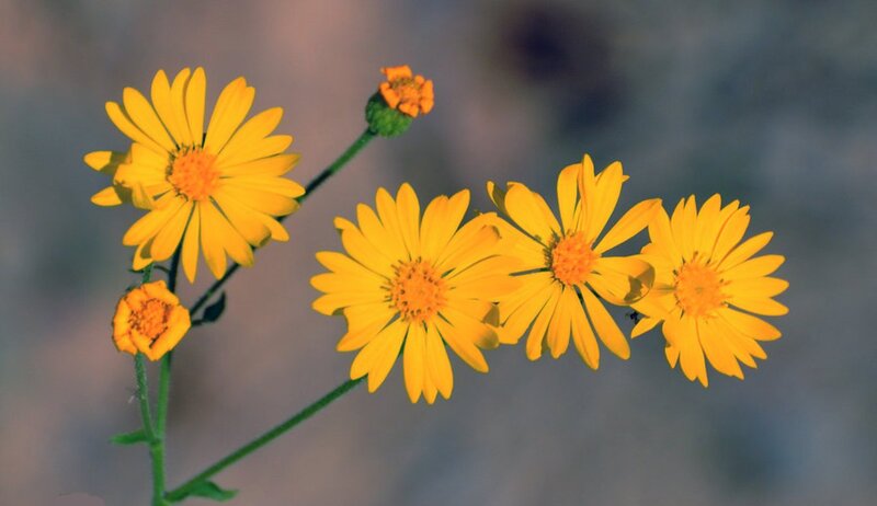 Yellow Daisy-like Flowers — Calm, Photograph, Flower