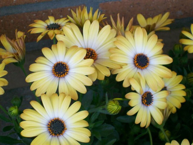 Yellow Daisy-like Flowers — Calm, Photograph, Green Leaves