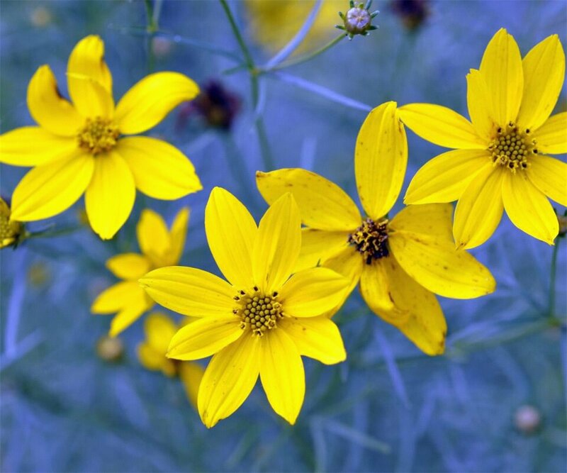Yellow Daisy-like Flowers — Calm, Photograph, Stems
