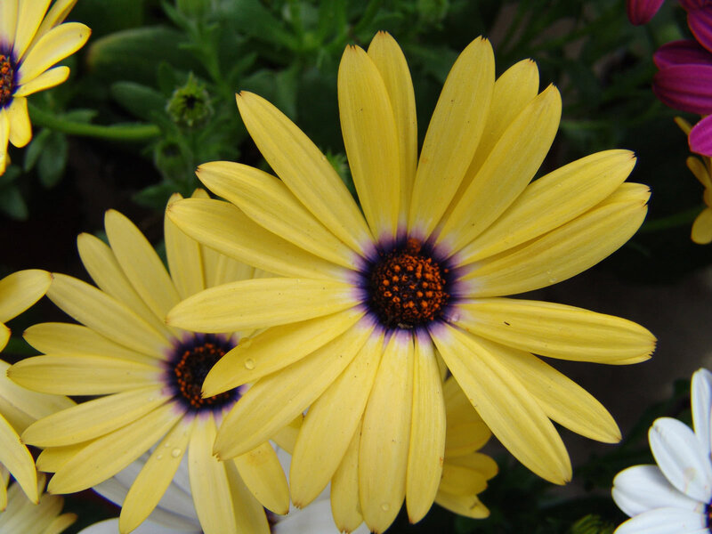 Yellow Daisy-like Flowers — Calm, Photograph