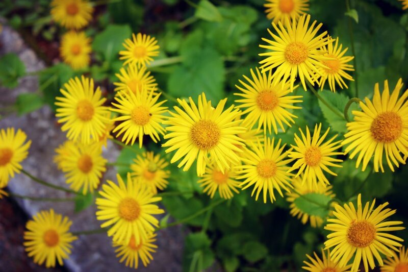Yellow Daisy-like Flowers — Calm, Summer, Photograph