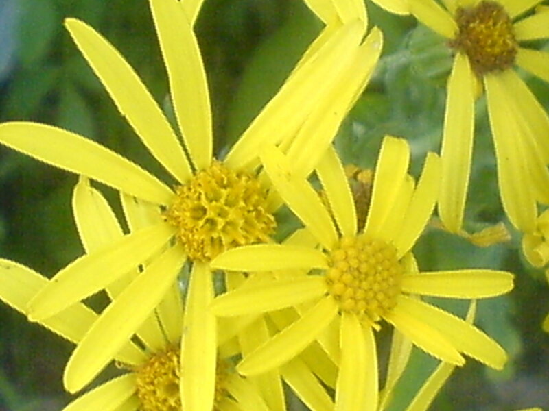 Yellow Daisy-like Flowers — Calm, Summer