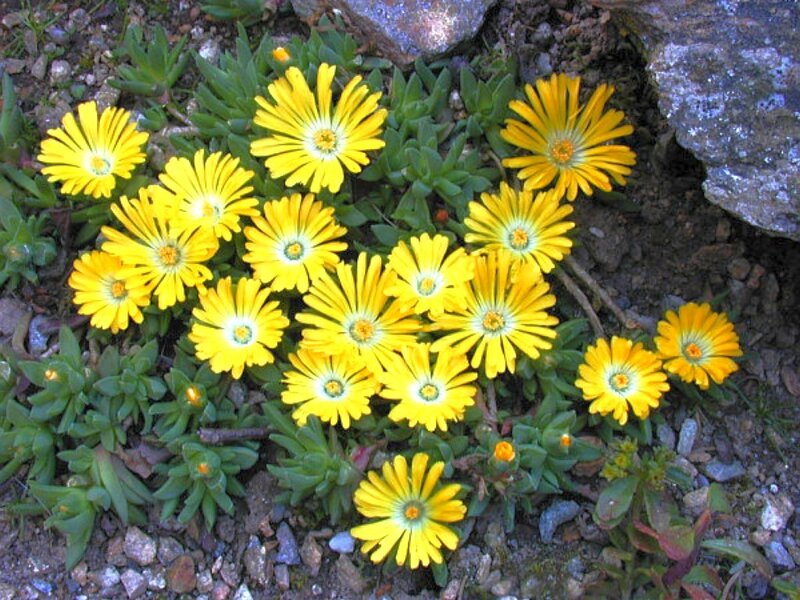 Yellow Daisy-like Flowers — Calm