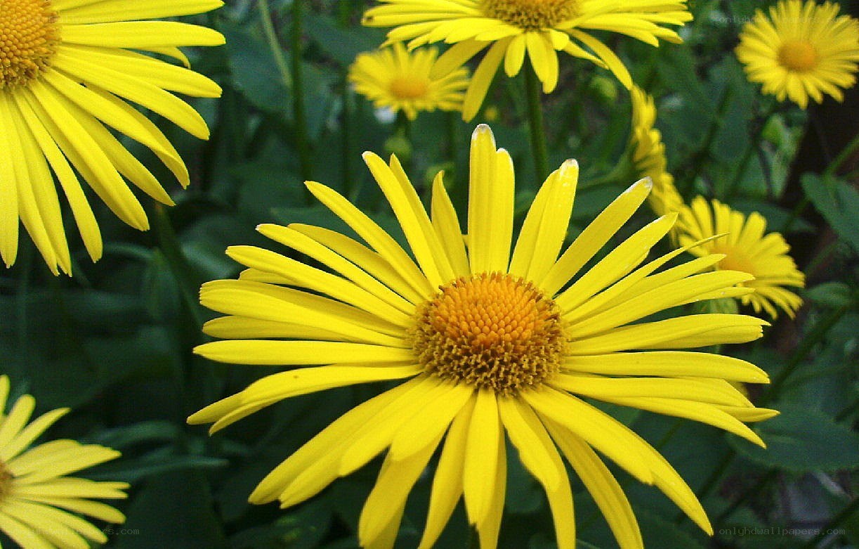 Yellow daisy-like flowers in bloom