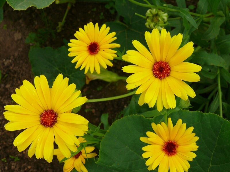 Yellow Daisy-like Flowers — Natural, Afternoon