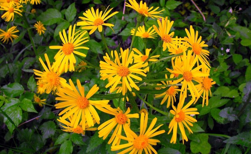 Yellow Daisy-like Flowers — Natural, Spring, Photograph