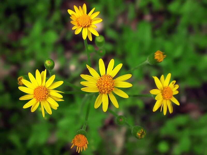 Yellow Daisy-like Flowers — Natural, Spring