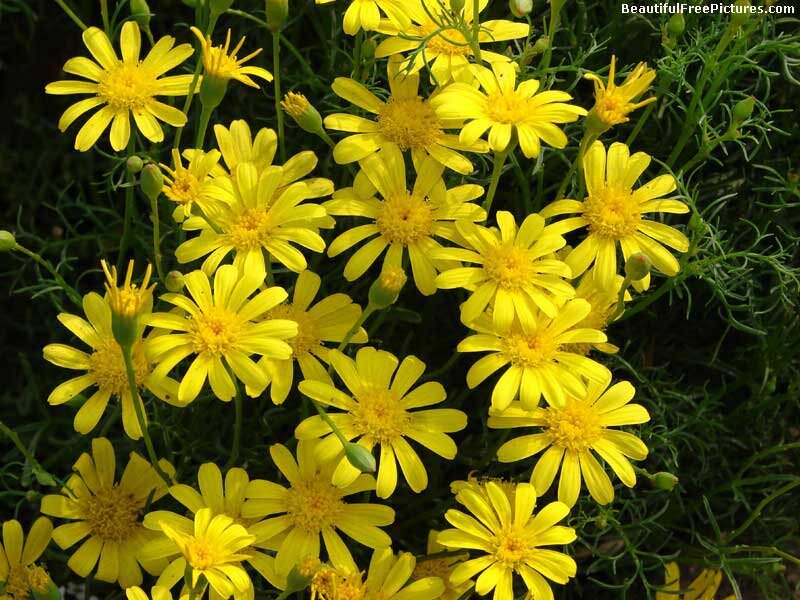 Yellow Daisy-like Flowers — Natural