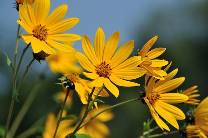 Yellow Daisy-like Flowers — Serene, Afternoon