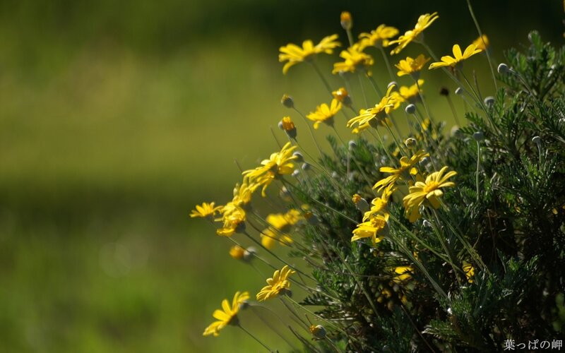 Yellow Daisy-like Flowers — Serene