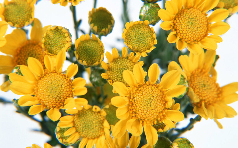 Yellow Daisy-like Flowers