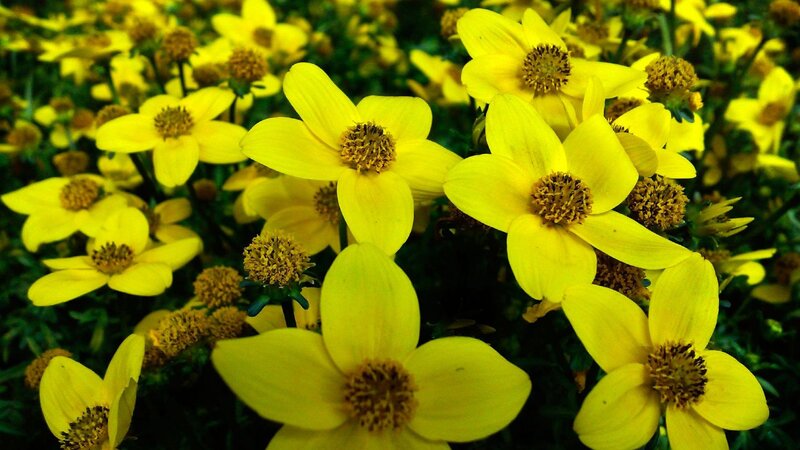 Yellow Daisy-like Flowers — Vibrant