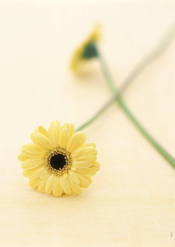 Yellow daisy on a soft background