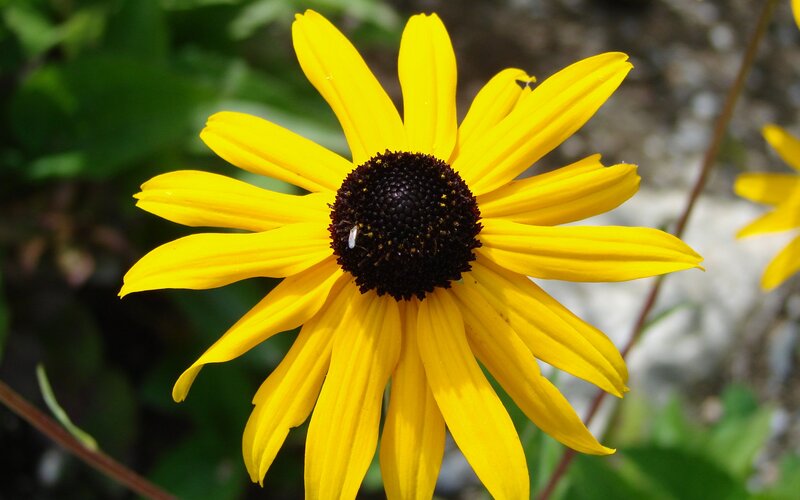 yellow daisy with bee