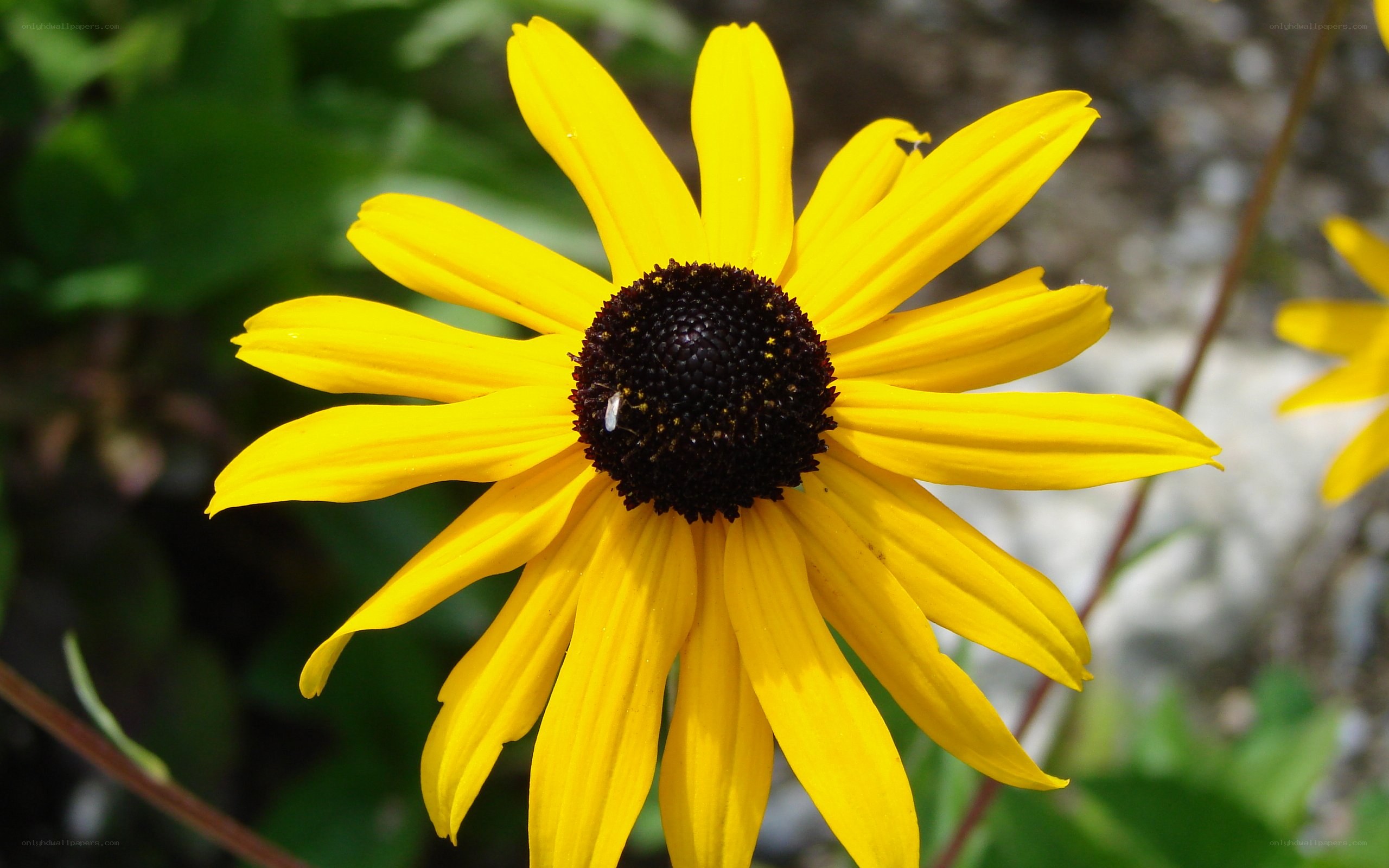 yellow daisy with bee