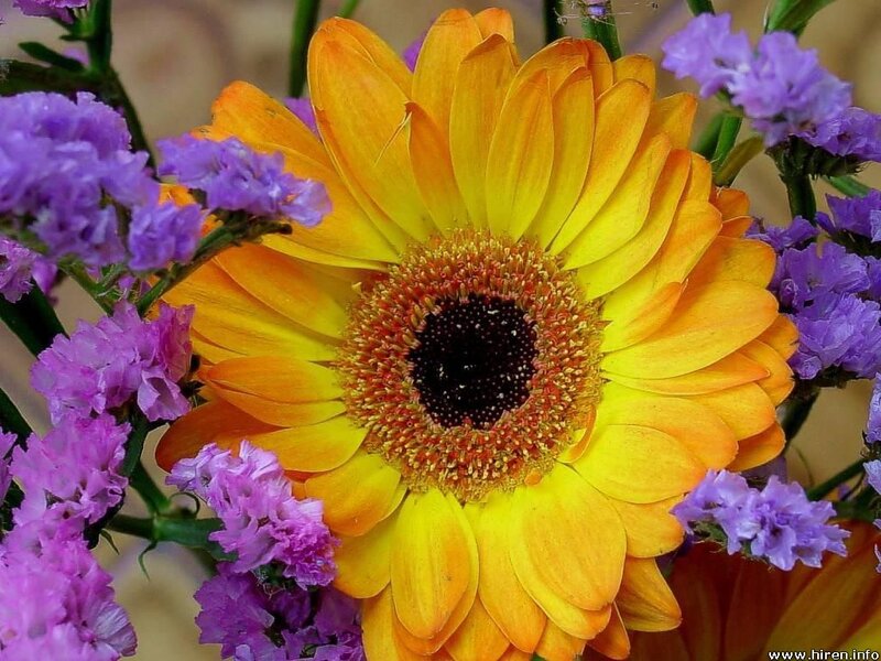 Yellow daisy with purple flowers