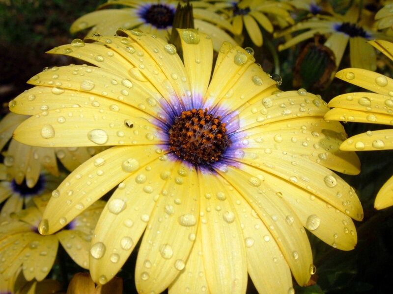 Yellow Daisy with Water Droplets — Calm