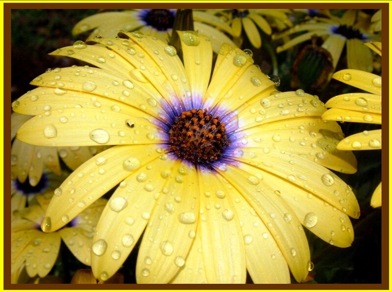 Yellow Daisy with Water Droplets