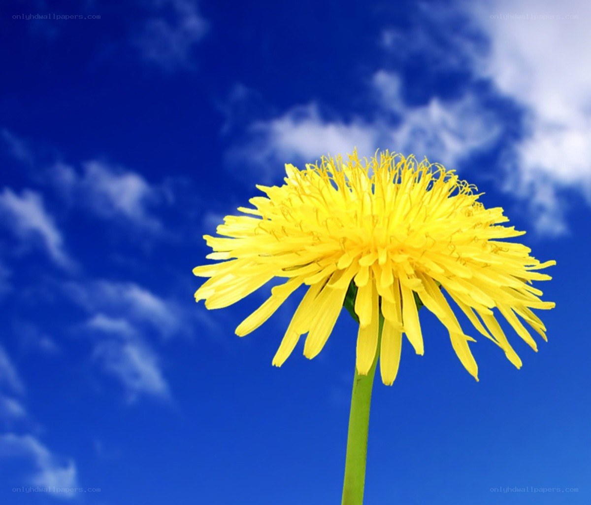 Yellow dandelion against blue sky