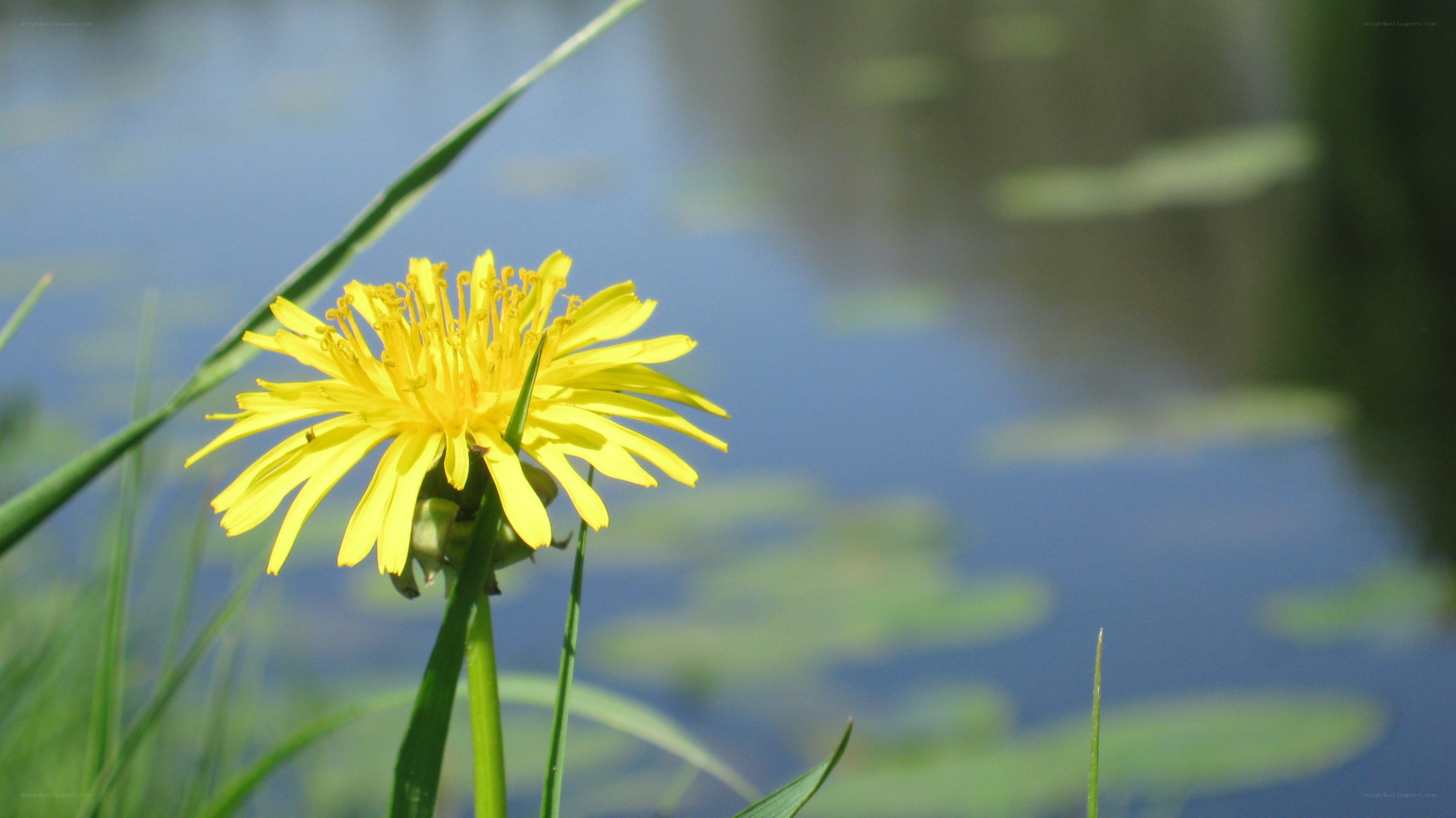 Yellow dandelion by the pond
