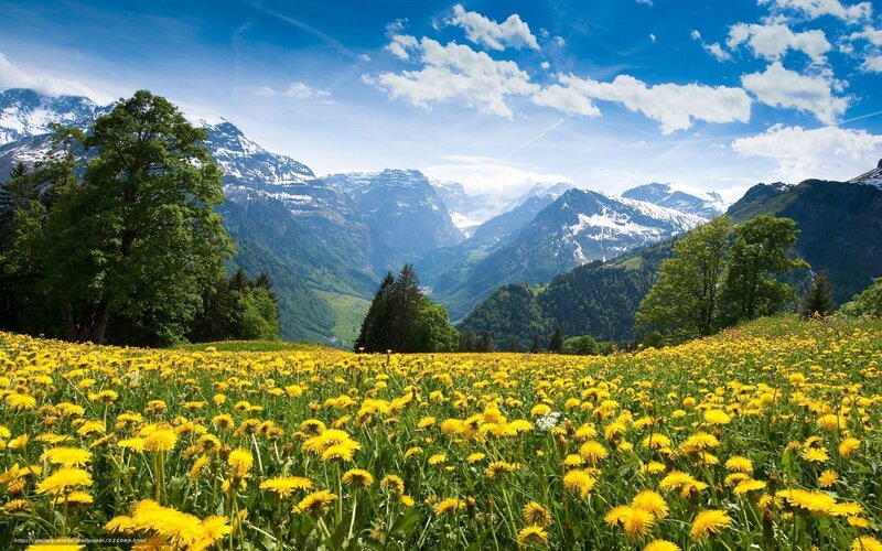 Yellow Dandelion Field — Serene, Summer, Photograph