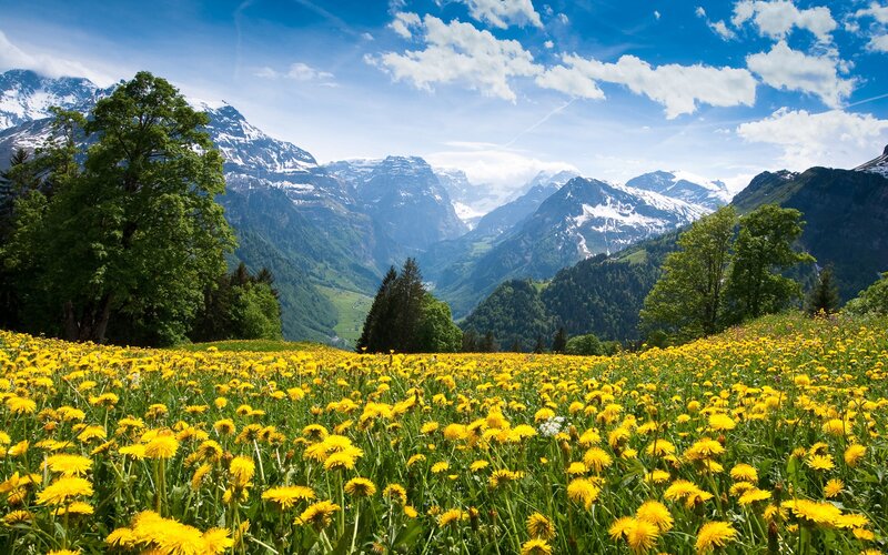 Yellow Dandelion Field — Serene, Summer