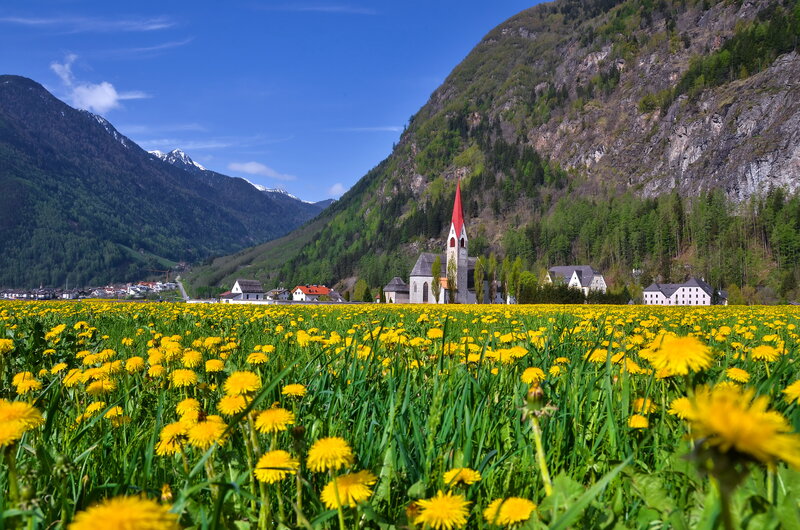 Yellow Dandelion Field — Serene