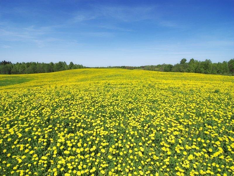 Yellow Dandelion Field
