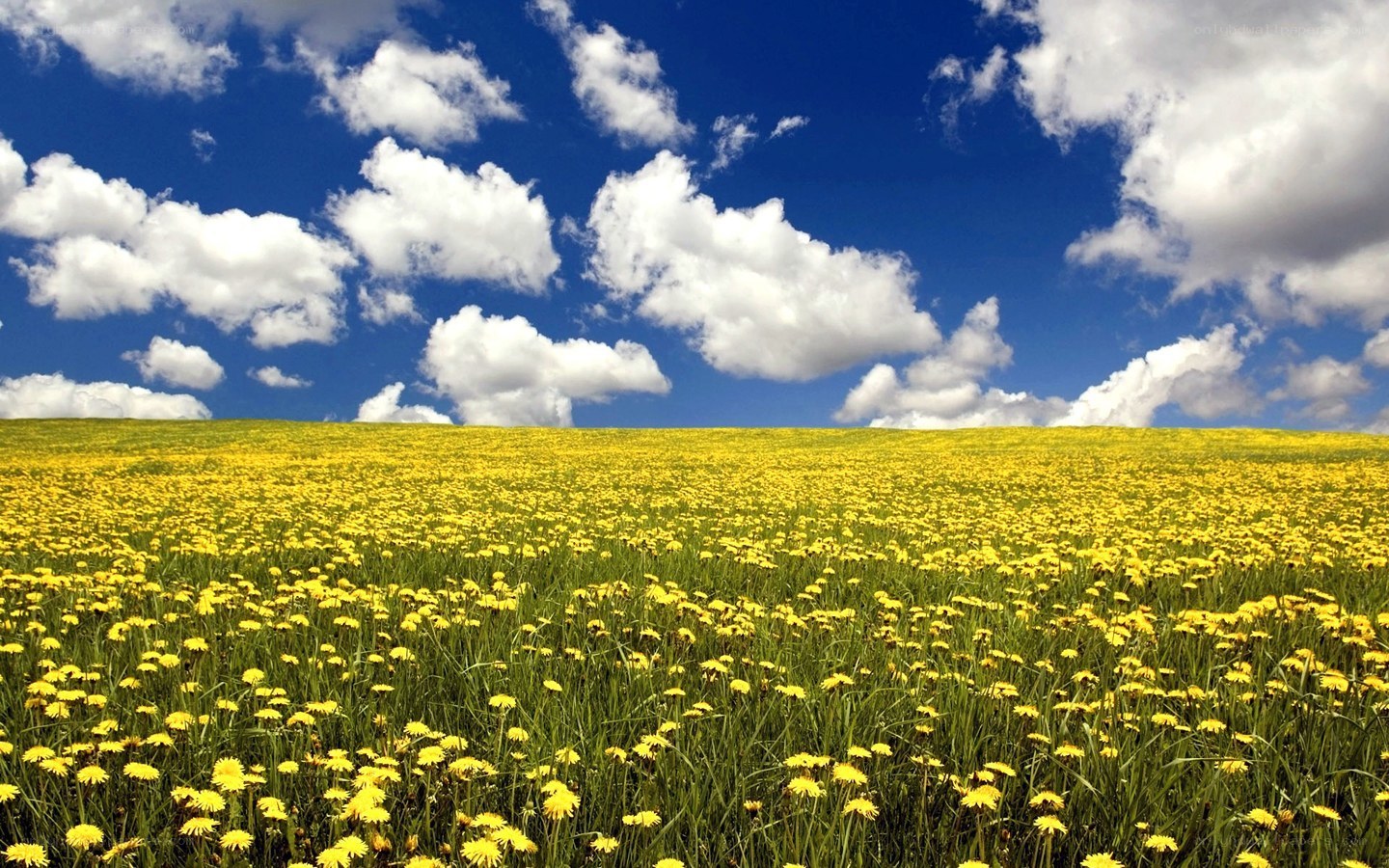 Yellow dandelion field under blue sky
