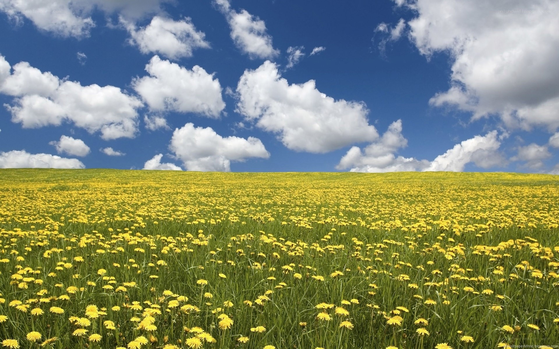 Yellow dandelion field under blue sky
