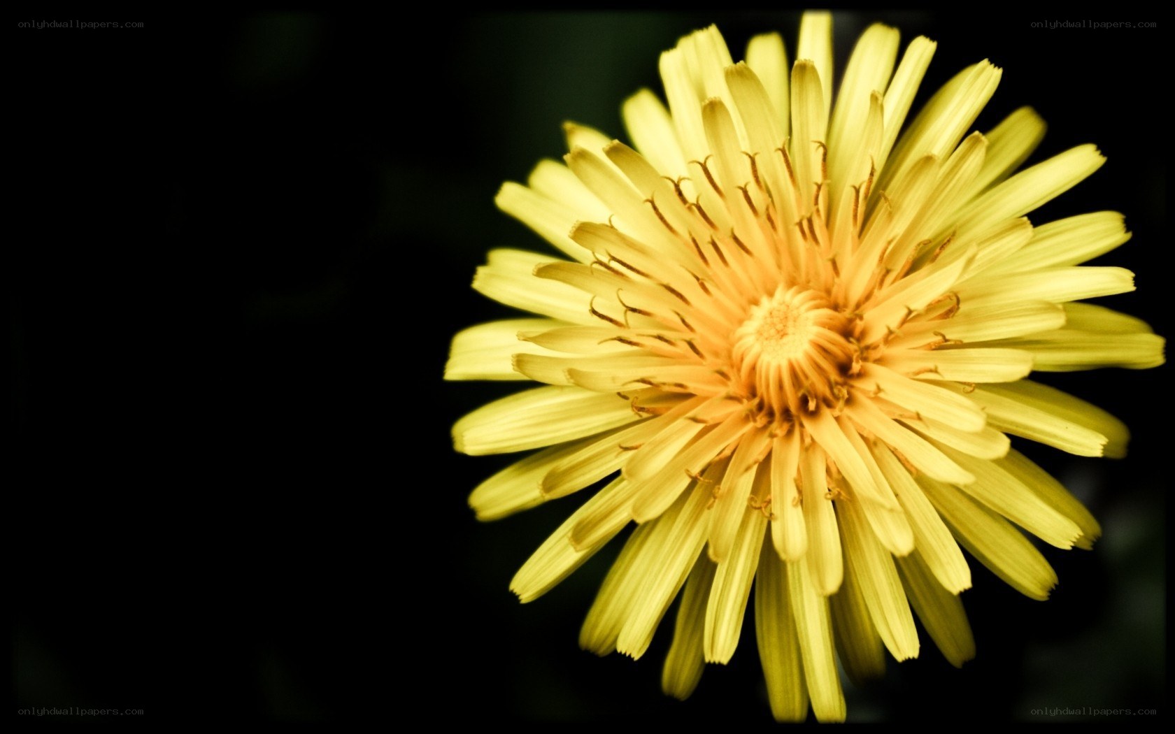 Yellow dandelion flower