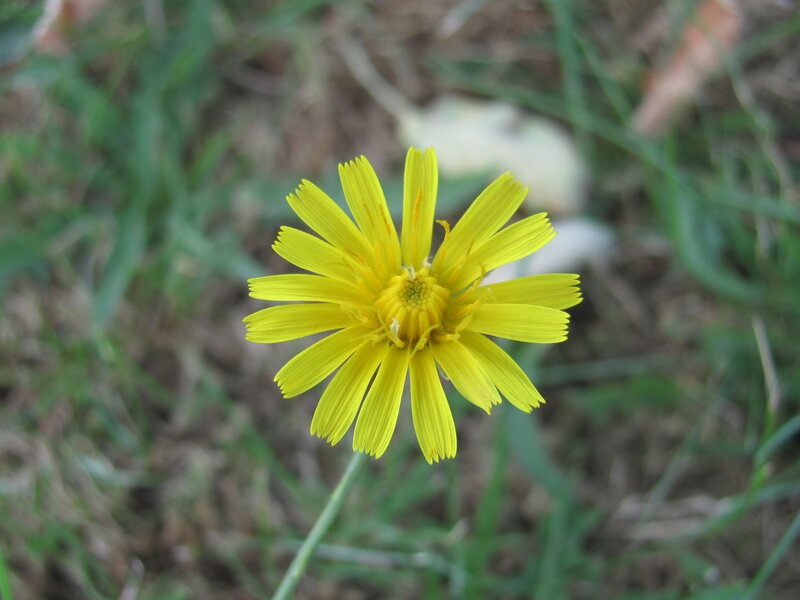 yellow dandelion flower