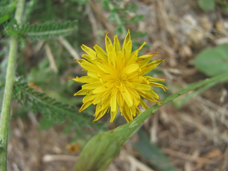 yellow dandelion flower