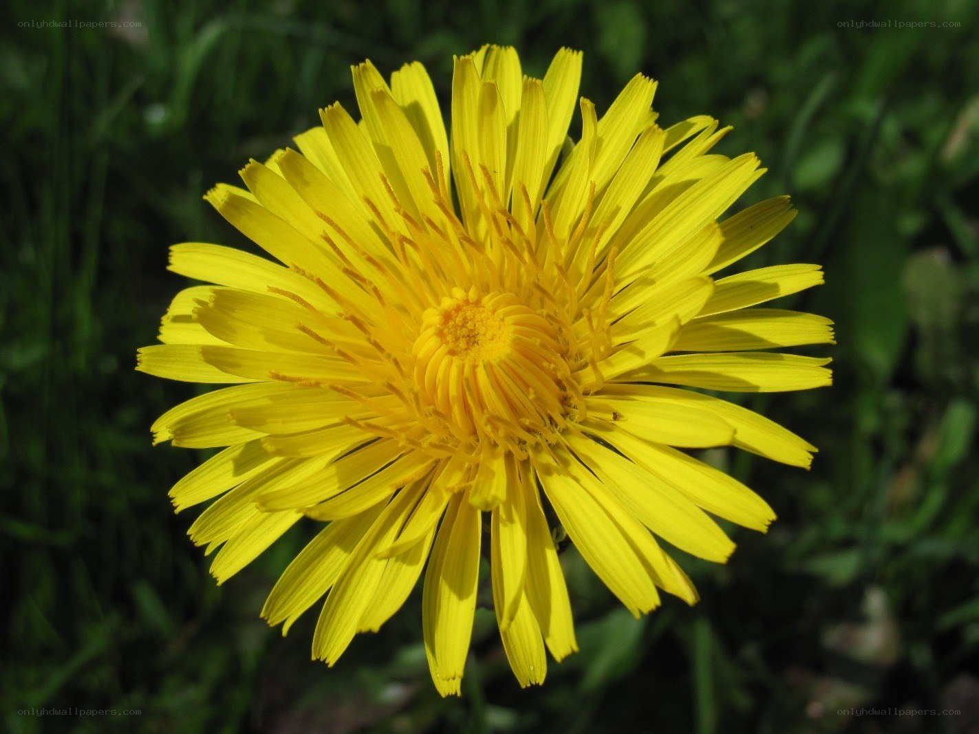 yellow dandelion flower