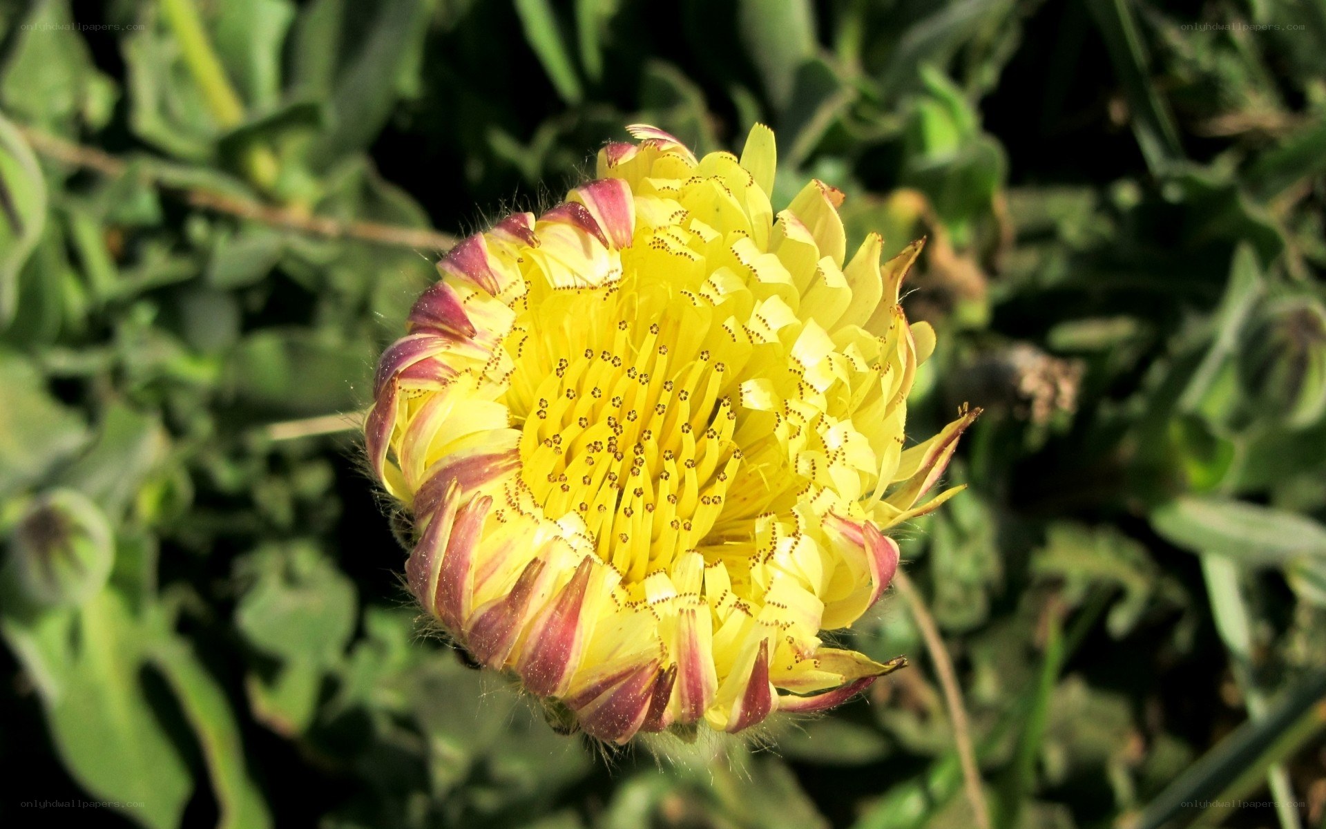 yellow dandelion flower