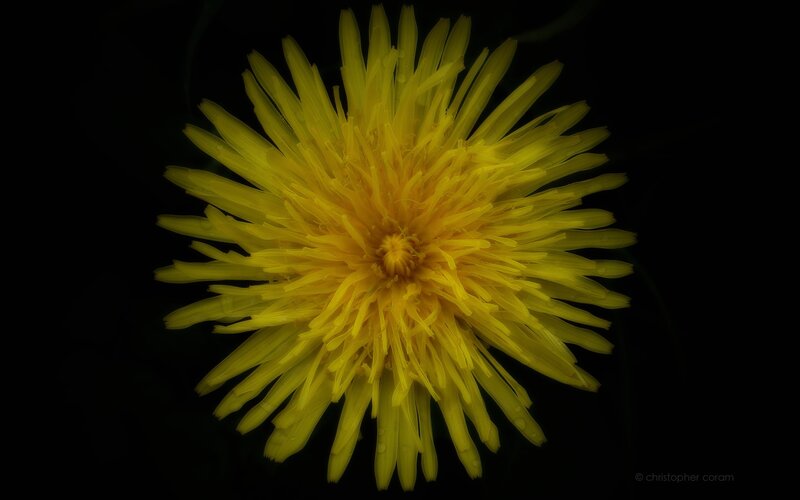 Yellow dandelion flower
