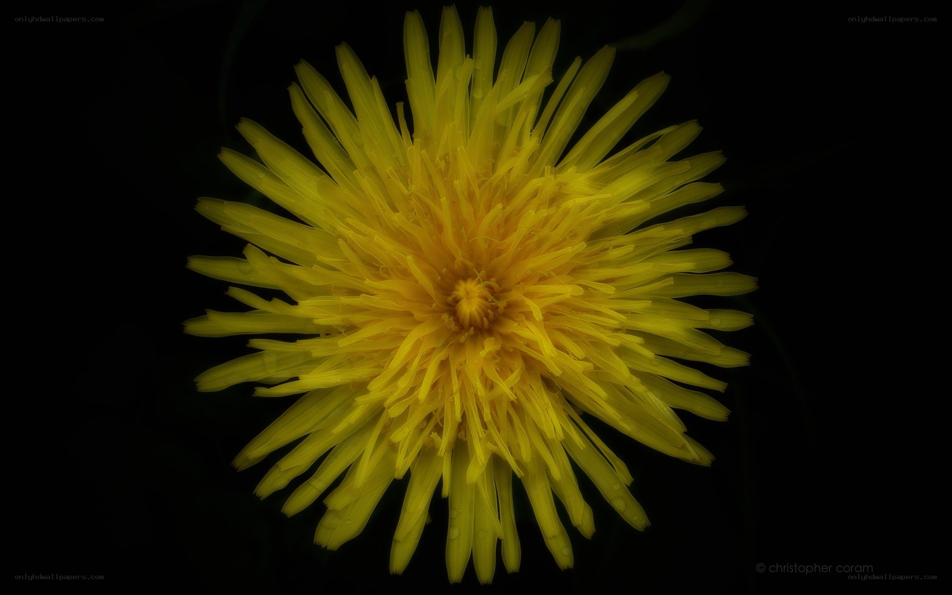 Yellow dandelion flower