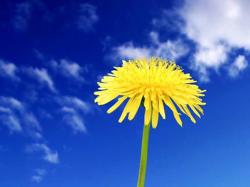 Yellow Dandelion Flower — Blue