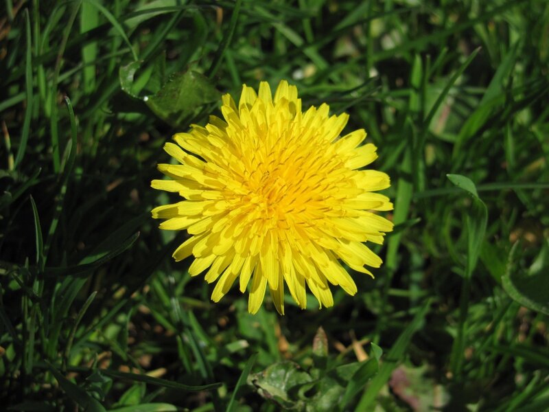 Yellow Dandelion Flower — Calm, Afternoon, Photograph, Grass, Green