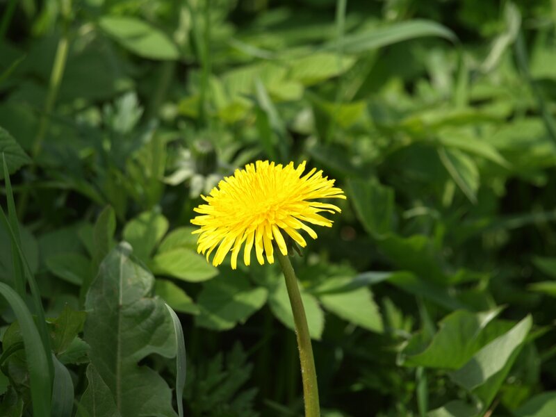 Yellow Dandelion Flower — Calm, Afternoon, Photograph