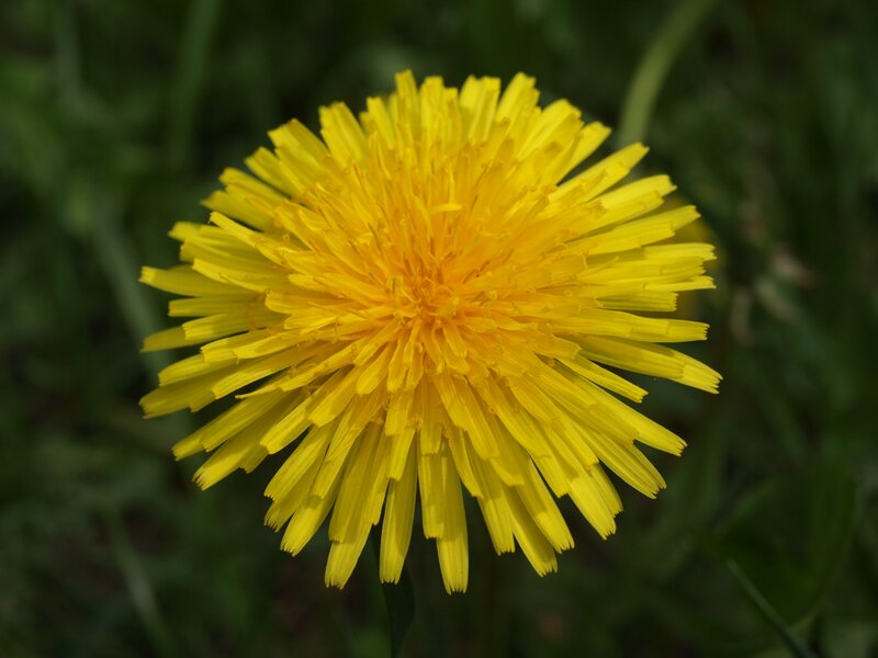 Yellow Dandelion Flower — Calm, Afternoon
