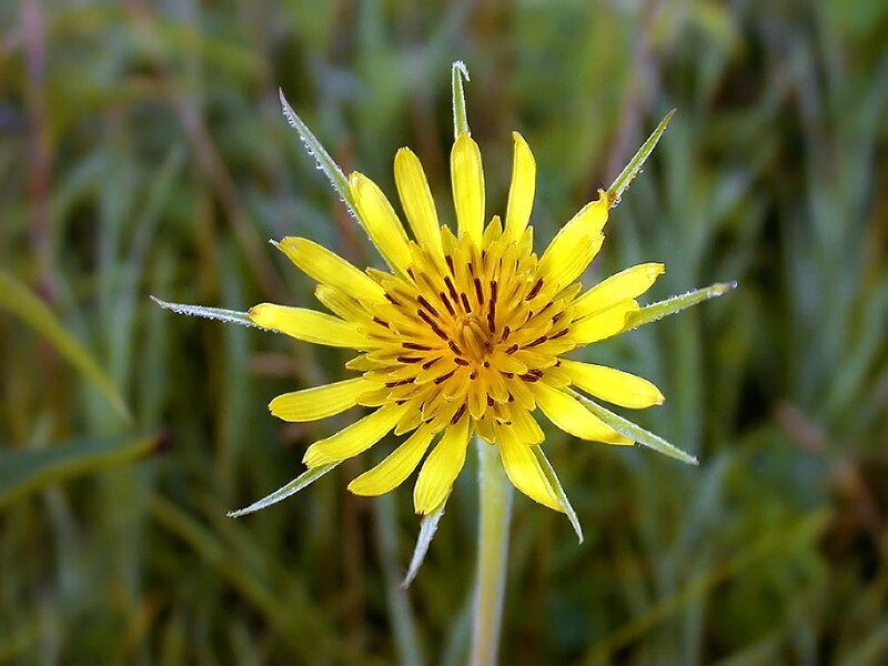 Yellow Dandelion Flower — Calm, Morning