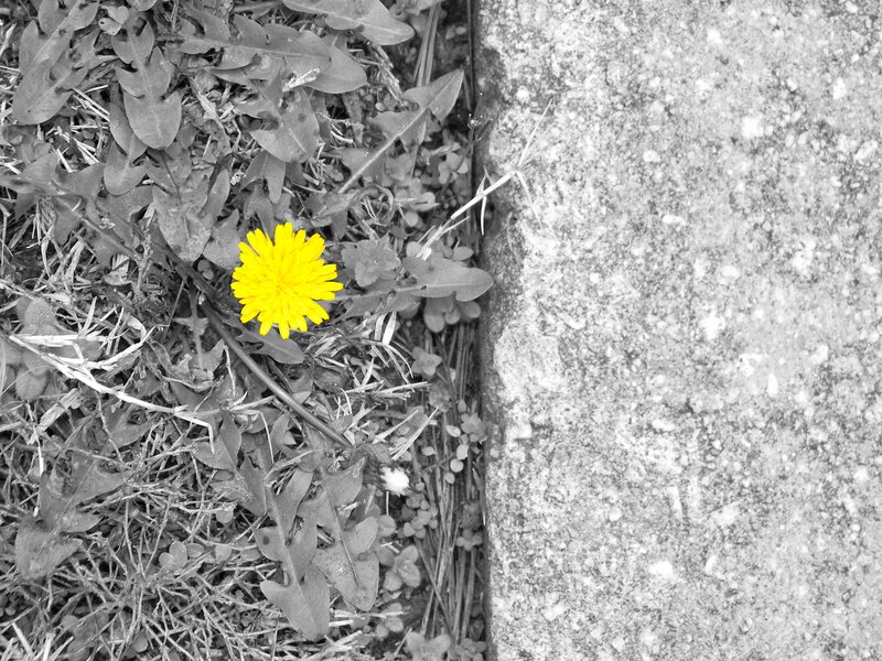 Yellow Dandelion Flower — Calm, Photograph