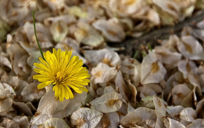 Yellow Dandelion Flower — Calm, Spring, Photograph, Dried Leaves